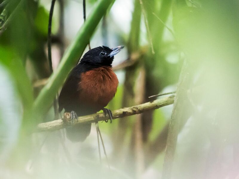 File:Neoctantes niger - Black Bushbird - female (cropped).jpg