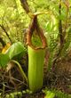 Nepenthes truncata 2.jpg