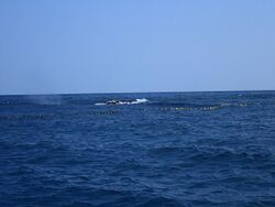 North Pacific Right Whale Entanglement, Hokkawa, Shizuoka, April 4, 2020 by Yoshiyuki Nakawaza, Dive Green B.jpg