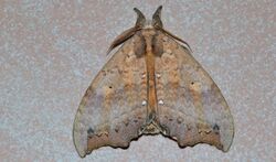 Notodontid Moth (Gangarides vardena) (8750486684).jpg