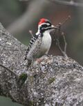 Nuttall's Woodpecker.jpg