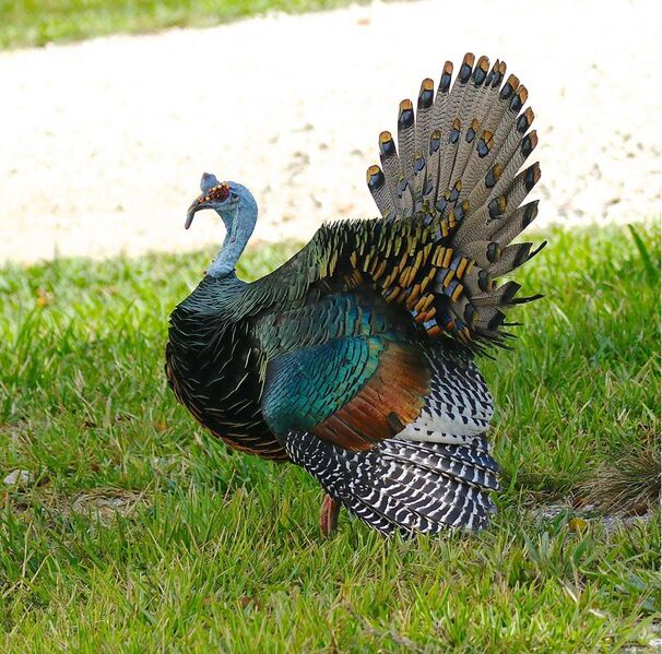 File:Ocellated Turkey.jpg