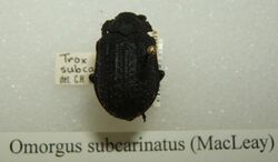 Omorgus subcarinatus sjh.jpg