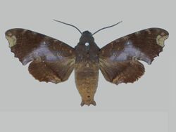 Pachygonidia ribbei BMNHE273047 male up.jpg