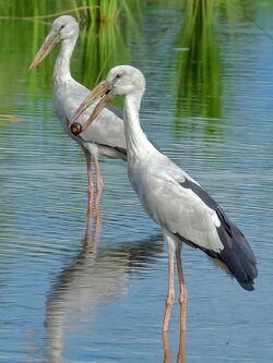 Pair of Asian openbill (Anastomus oscitans) by Shantanu Kuveskar.jpg