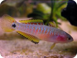 Peacock gudgeon female.jpg