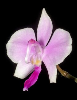 Phalaenopsis lowii Orchi 914.jpg