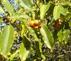 Pittosporum undulatum fruit.jpg