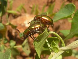 Platycorynus dejeani op Pentarrhinum insipidum, Gerhardsville, b.jpg