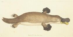 Platypus (Ornithorhynchus anatinus). First Description 1799.jpg