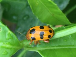 Podontia affinis indosinensis adult.jpg