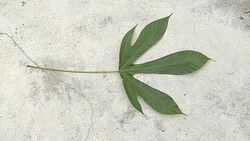 Pourouma guianensis leaf.jpg