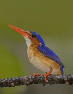 Príncipe malachite kingfisher (Corythornis cristatus nais).jpg