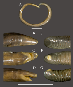 Preserved holotype of Chikila darlong sp. nov. (ZSI A11546). A. Lateral, B. Dorsal view of head, C. Ventral view of head, D. Lateral view of head, E. Dorsal view of body terminus, F. Ventral view of body terminus, G. Lateral vi.png