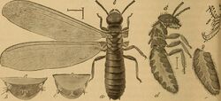 Principal household insects of the United States (1896) (14803685233).jpg