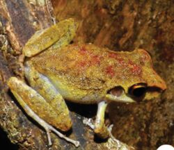 Pristimantis zeuctotylus (10.3897-zookeys.762.22634) Figure 3 (cropped).jpg