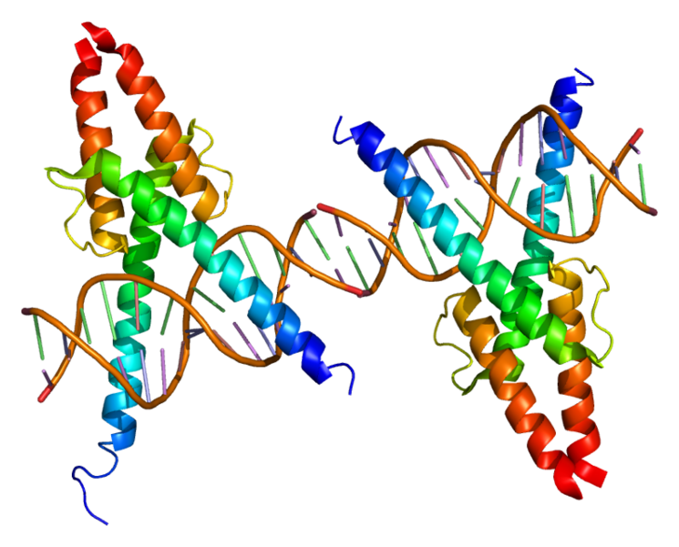 File:Protein MYOD1 PDB 1mdy.png