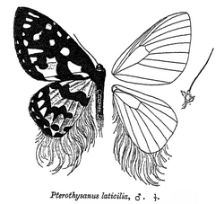 PterothysanusLaticilia.png