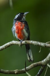 Red-breasted Chat - Oaxaca - Mexico S4E8587 (23040934886).jpg