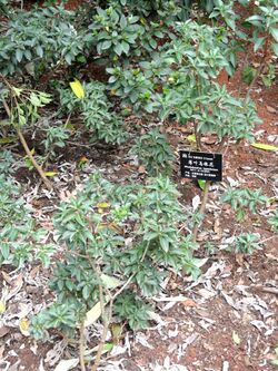Rhododendron leptothrium - Kunming Botanical Garden - DSC02831.JPG