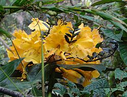 Rhododendron lowii.jpg