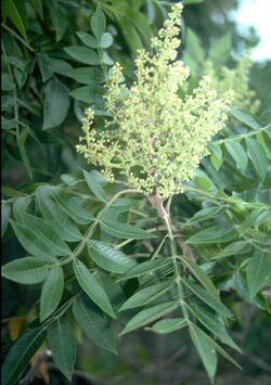 Rhus copallinum.jpg