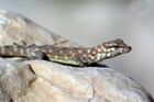 Rock semaphore gecko (pristurus rupestris) (12801641984).jpg