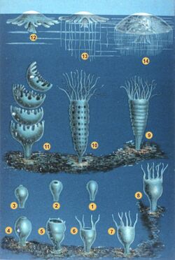Illustration of two life stages of seven jelly species