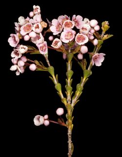 Scholtzia laxiflora - Flickr - Kevin Thiele.jpg