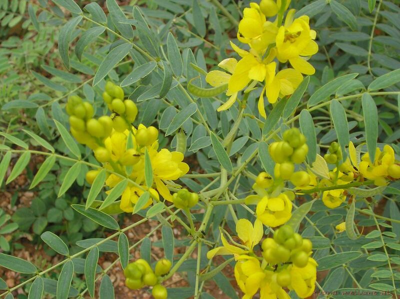 File:Senna alexandrina Mill.-Cassia angustifolia L. (Senna Plant).jpg