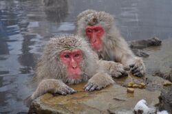 Japanese Macaques bathing in hot springs near Nagano, Japan.