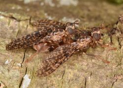 Sphecomyiella valida (50624582488).jpg