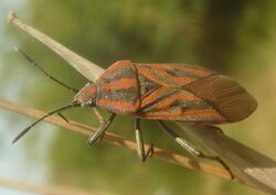 Spilostethus rivularis, veldblomstappie, FG NR, d.jpg