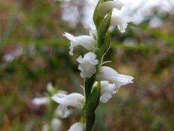 Spiranthes sheviakii ss closeup.jpg