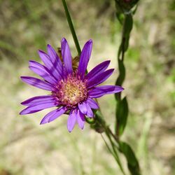 Symphyotrichum pratense 8978852.jpg