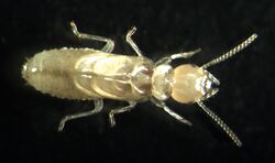 A termite nymph looks like a smaller version of an adult but lacks the specialisations that would enable identification of its caste.