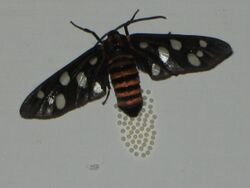 Tiger moth laying eggs.jpg