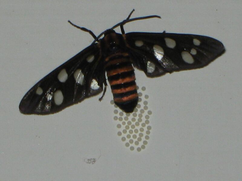 File:Tiger moth laying eggs.jpg