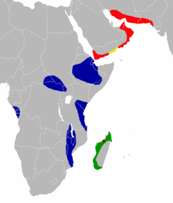 Triaenops has a fragmented distribution in Africa, the Middle East, and southern Pakistan.