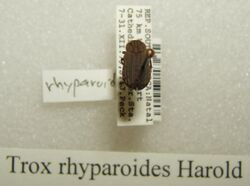 Trox rhyparoides sjh.jpg