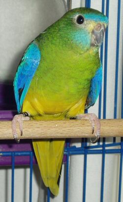 Turquoise Parrot-01.jpg