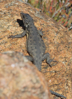 Up-close of Karoo Girdled Lizard, scales clearly shown, on reddish brown rock.png