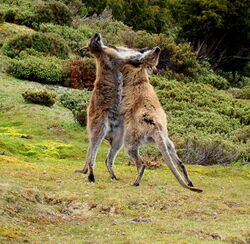 Wallaby-fighting-Tasmania.jpg