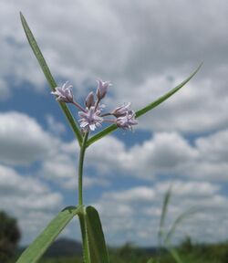 Wild flower in the sky (4465380744).jpg