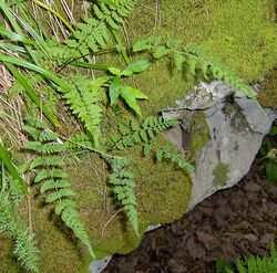 Woodsia obtusa-habitat.jpg