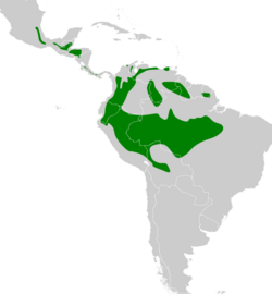 Xiphocolaptes promeropirhynchus map.svg