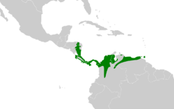 Xiphorhynchus susurrans map.svg