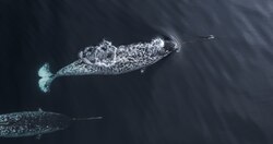 Two narwhals near the water surface