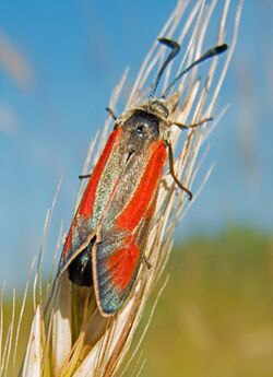 Пестрянка точечная - Zygaena punctum (35391754531).jpg