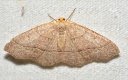 - 6894 – Lambdina fervidaria – Curve-lined Looper Moth (48426614331).jpg